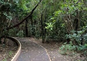 Jaggers Bush New pathway