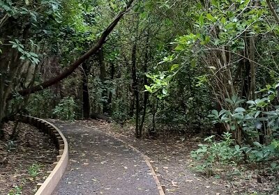 Jaggers Bush New pathway Jaggers Bush New pathway
