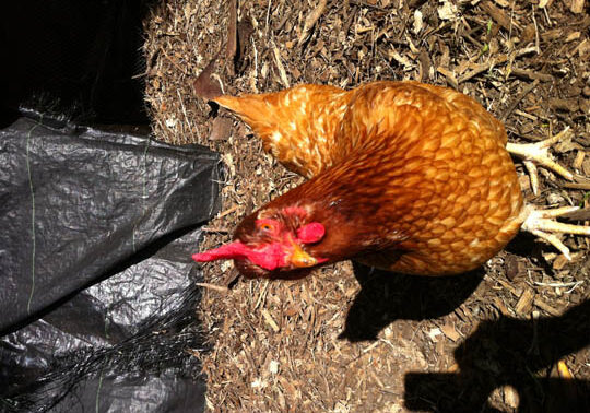 Kelmarna chicken Kelmarna chicken