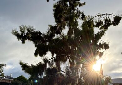 Te Rimtahi - The Tree